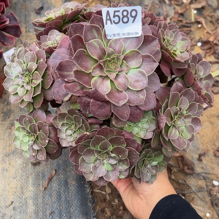 花月夜多肉植物589.
