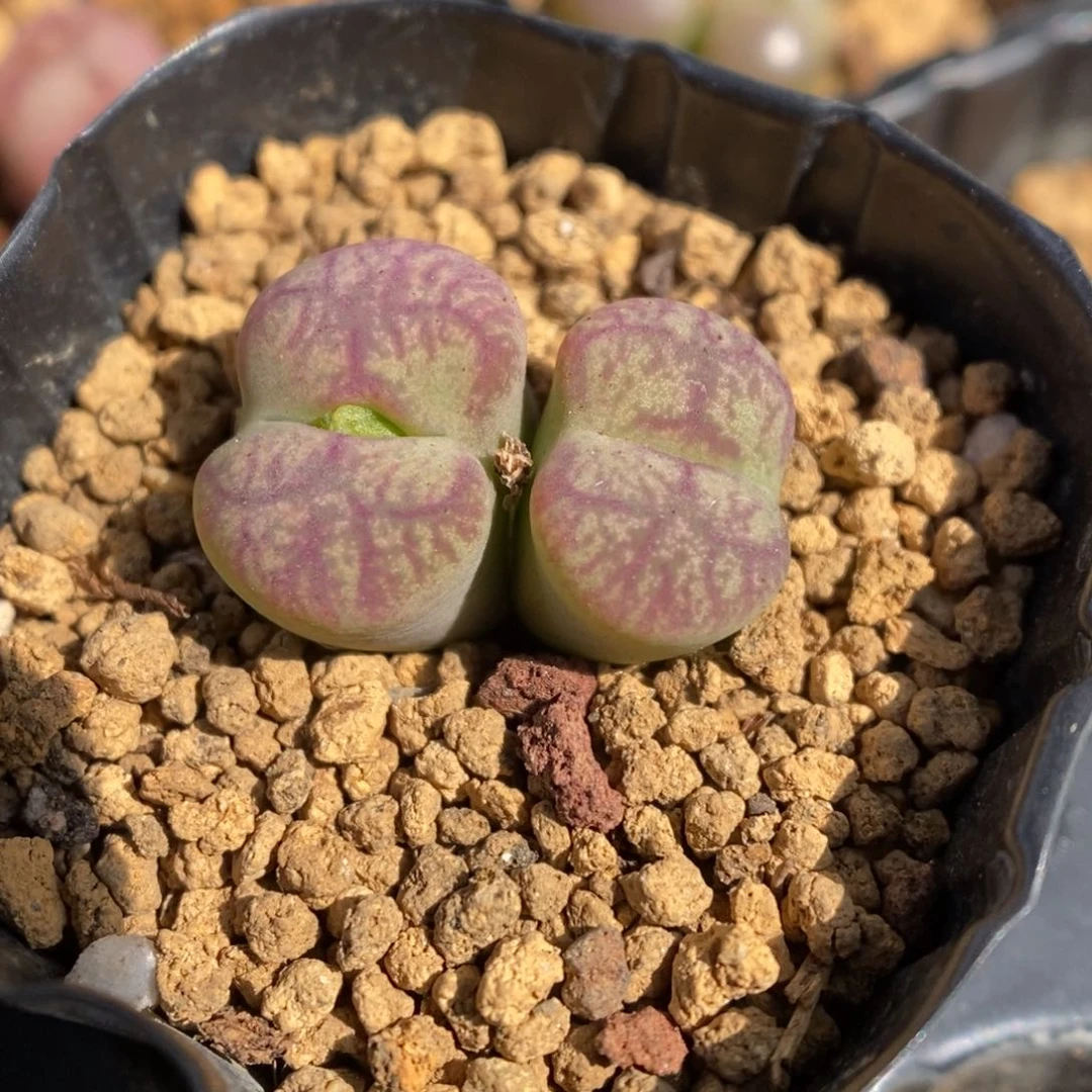 多肉植物肉锥杂交K-3401 风铃杂