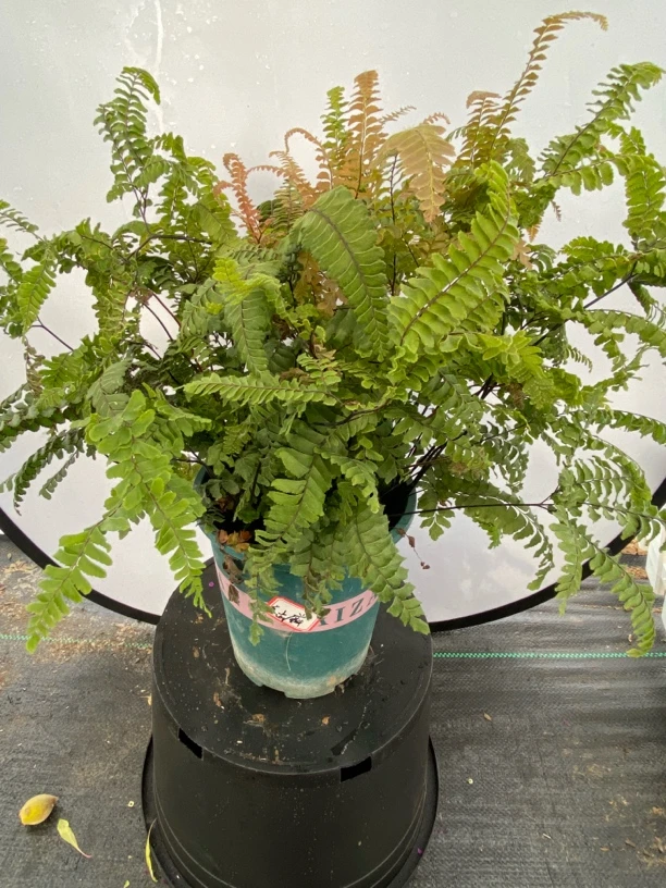 羊齿蕨层次分明点缀家居环境改善室内空气质量