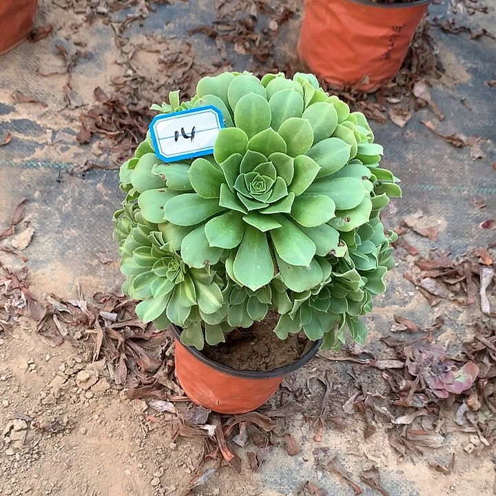 向****?多肉植物绿杨蓉14号