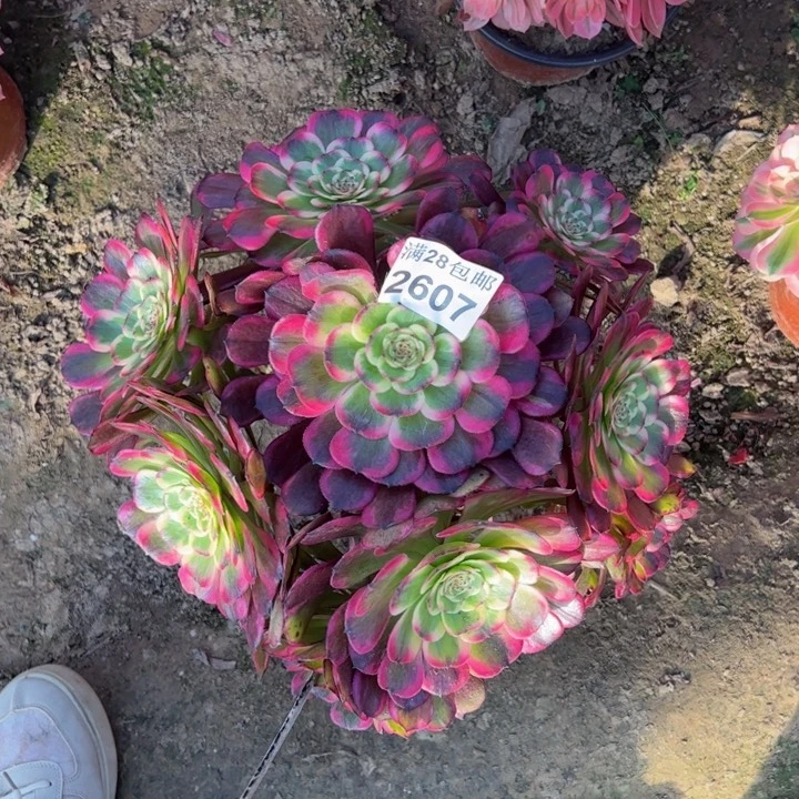 2607黑金刚多肉植物