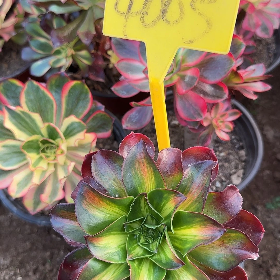 4005--多头多肉植物多头