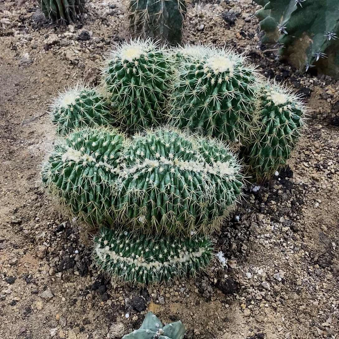 峰***叔6906金虎一颗11111