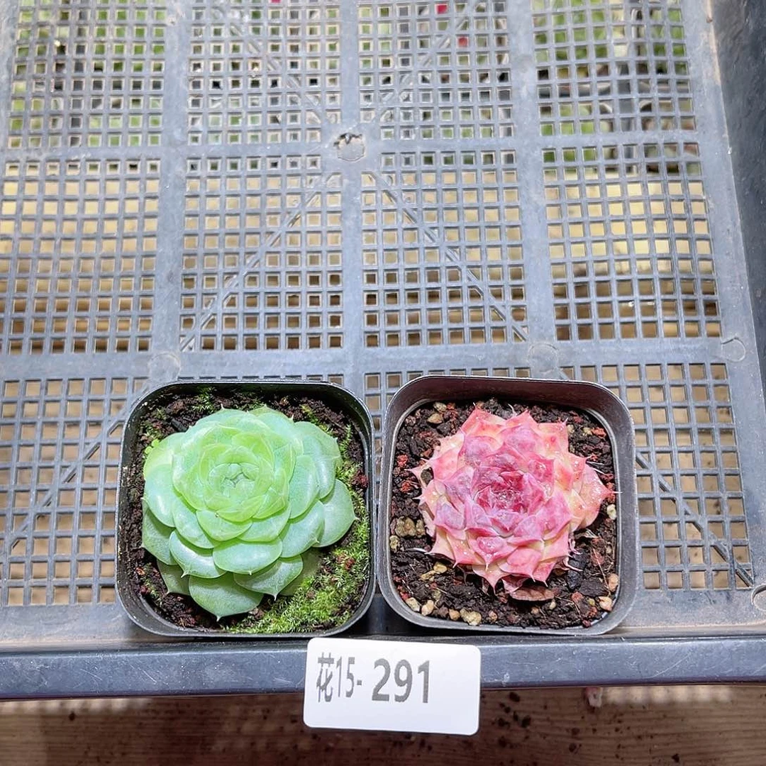 花利美15-291框拍2颗