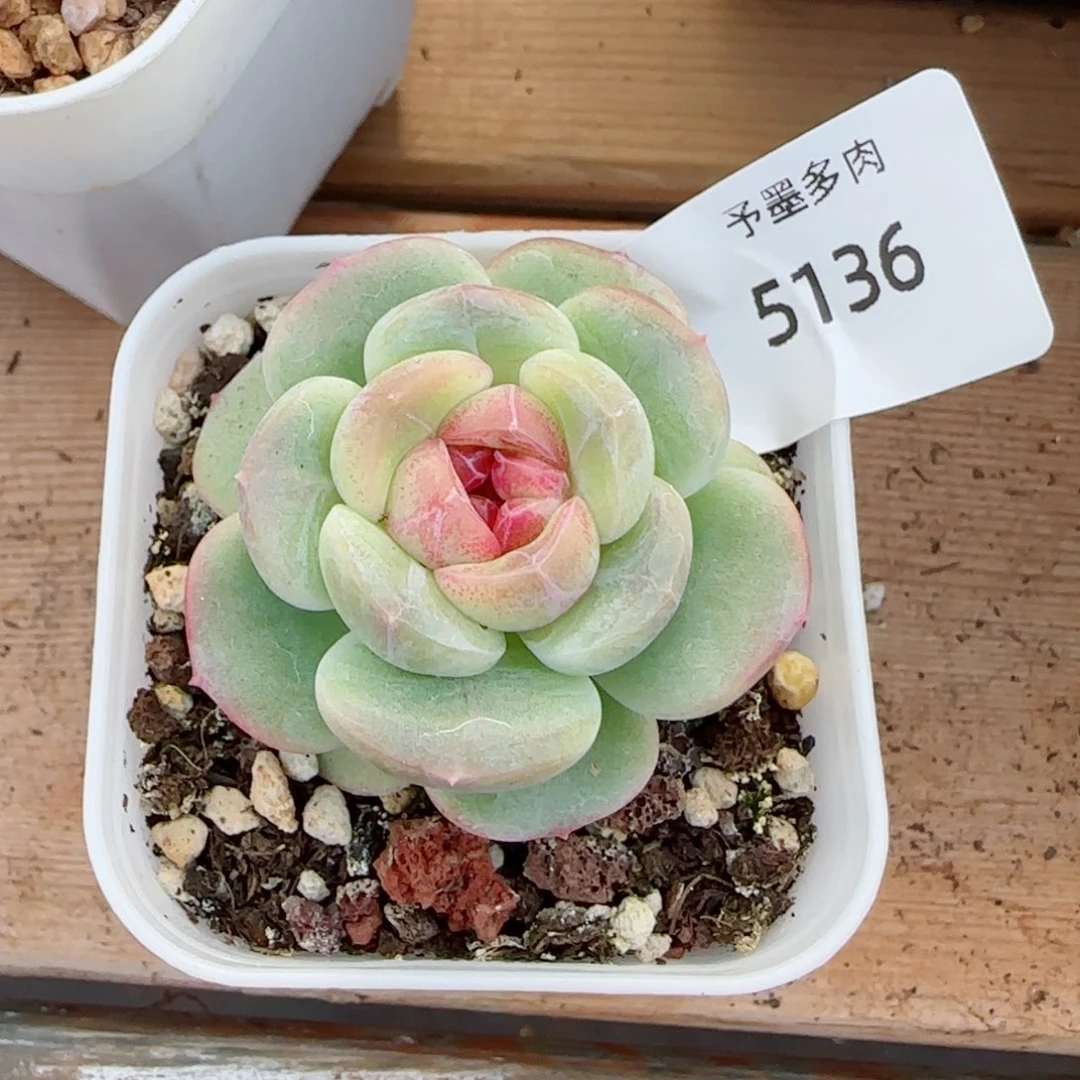 新品珍妮，5136多肉植物