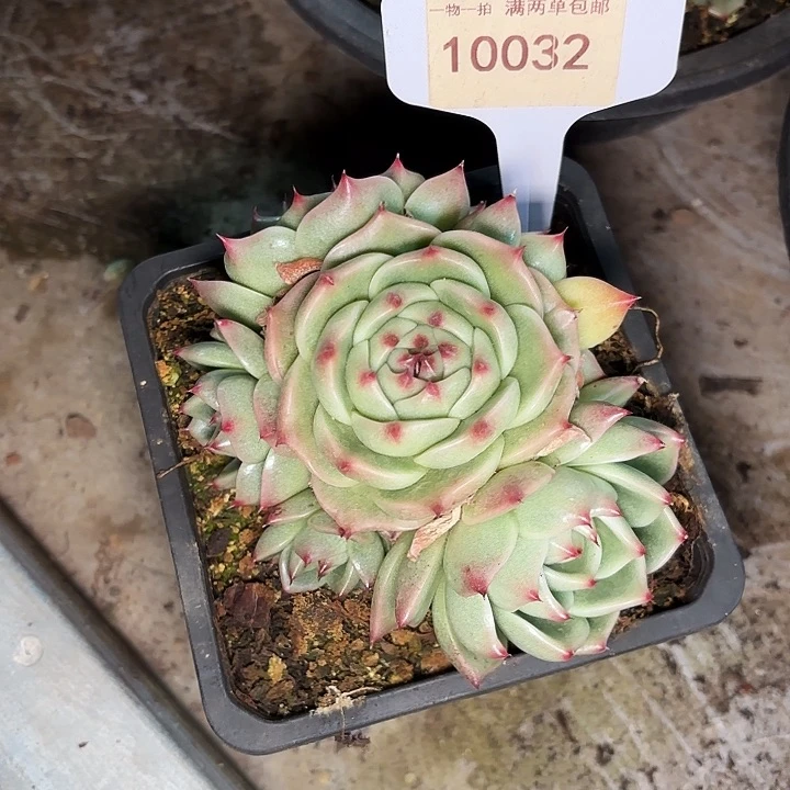 罗*岁龙一物一拍10032