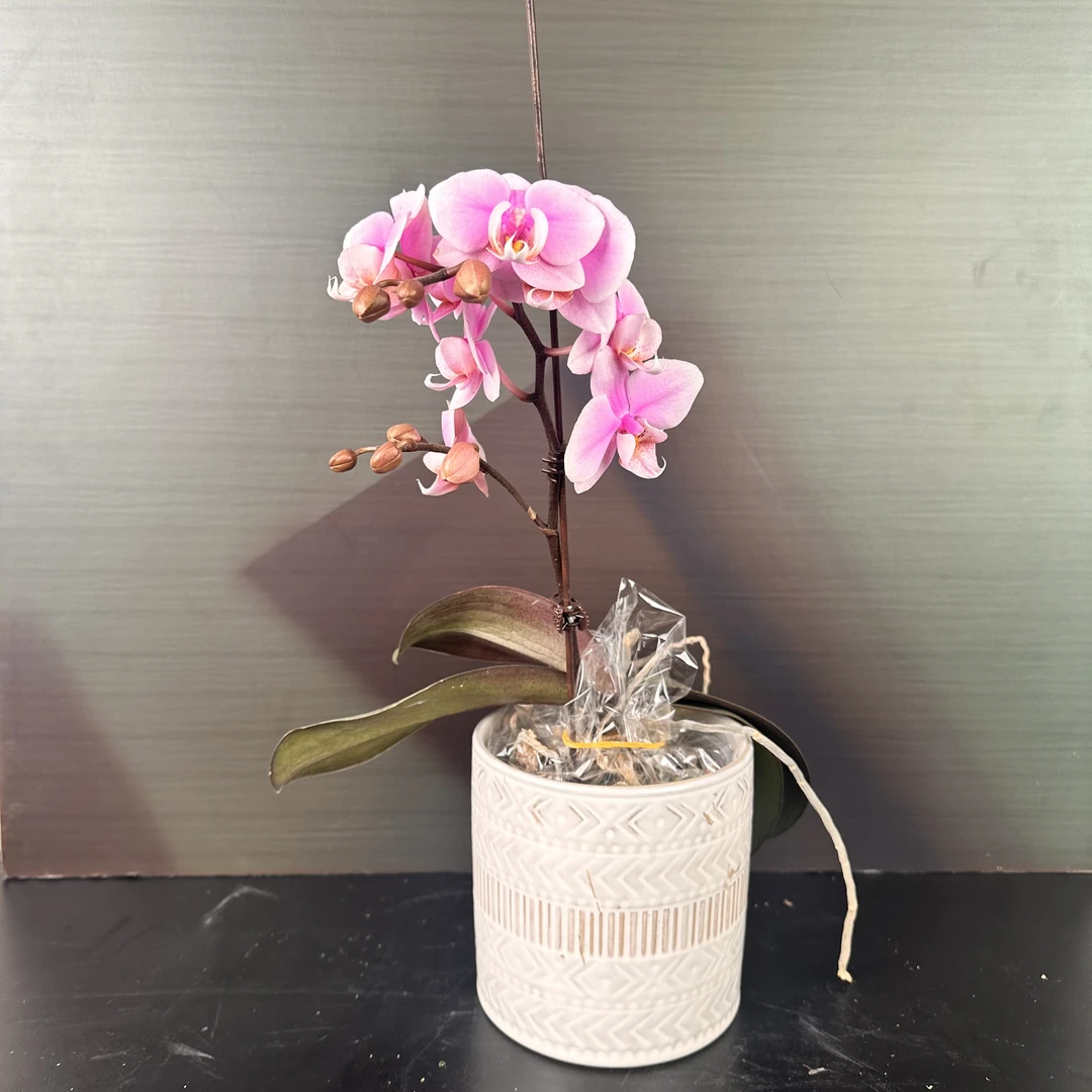 【安祖原杯】（万人迷）3.5寸杯单剑蝴蝶兰盆栽