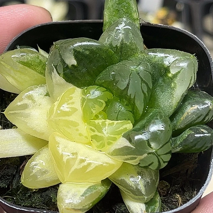 98巨大水晶灯玉露锦