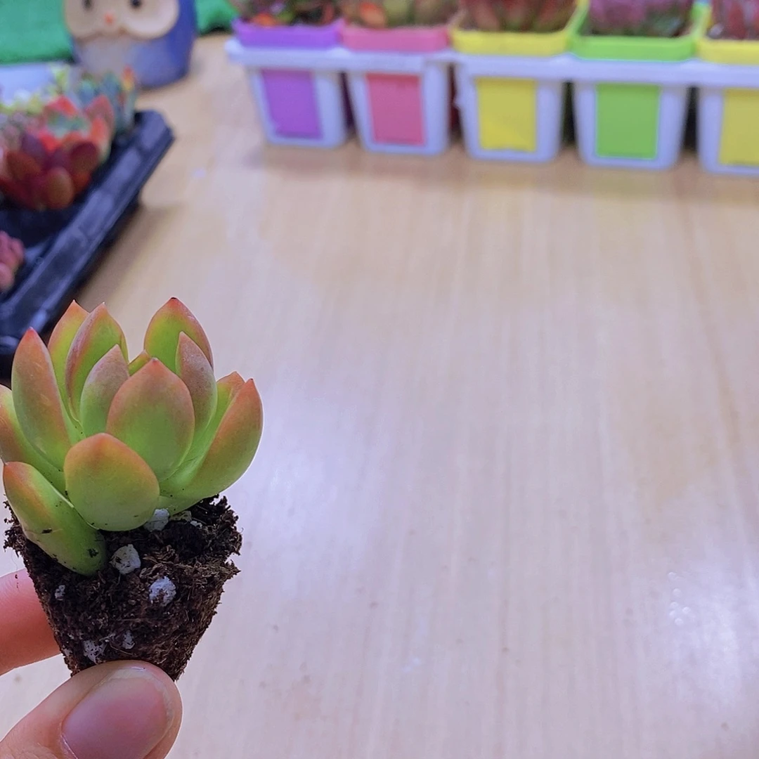 无花朵多肉植物黄丽八颗送八角盆土