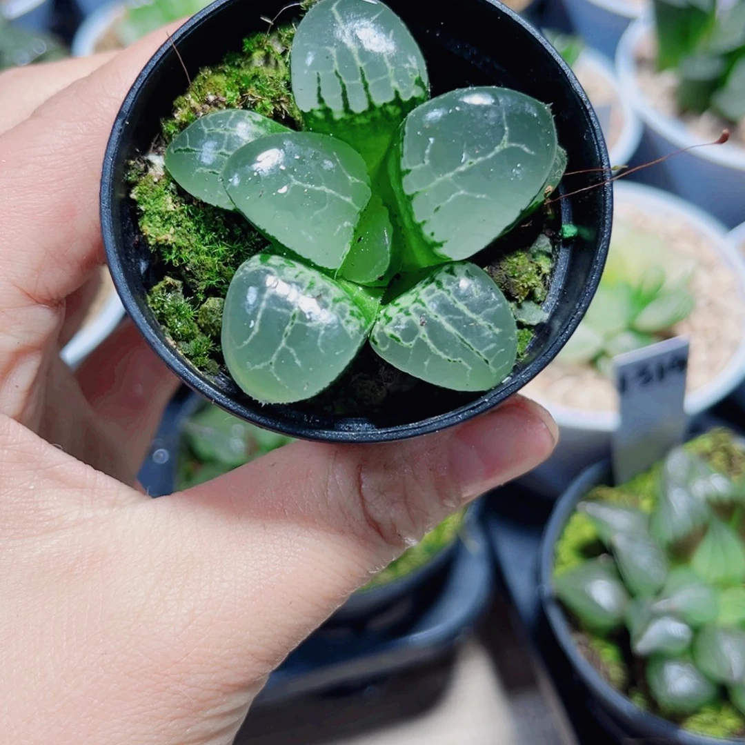 月光女神多肉植物6666