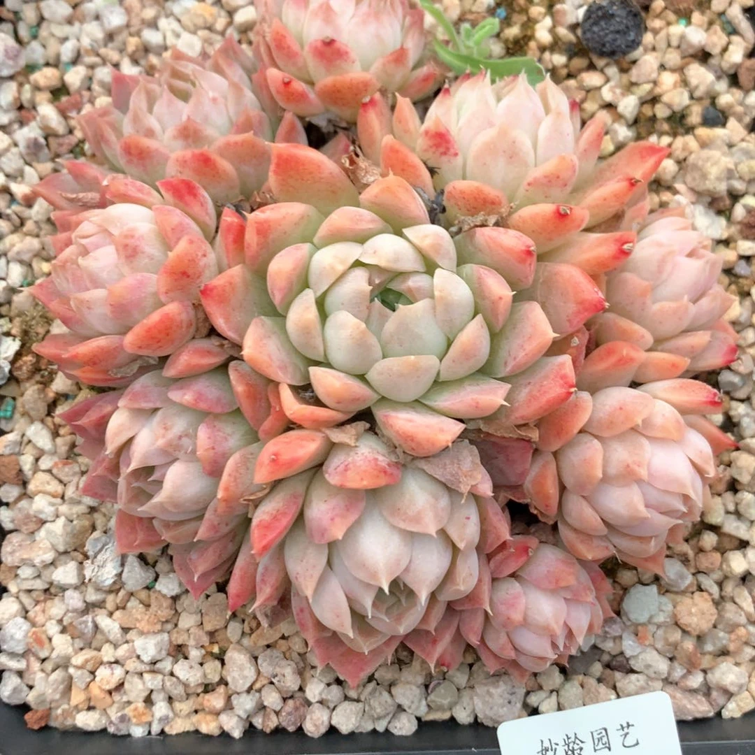 5788杂交多肉植物基地