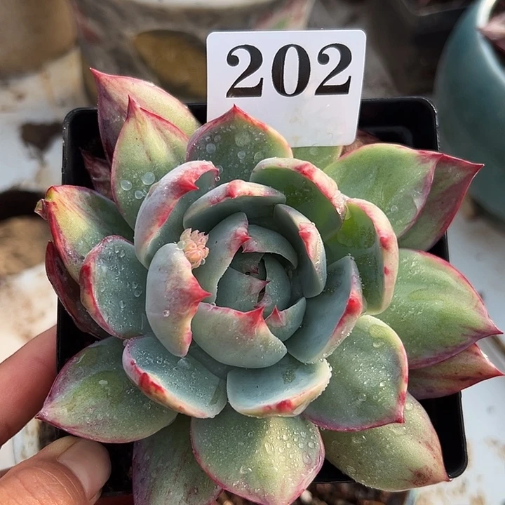 惊鸿惊鸿惊鸿202叶展 12默认裸根发货