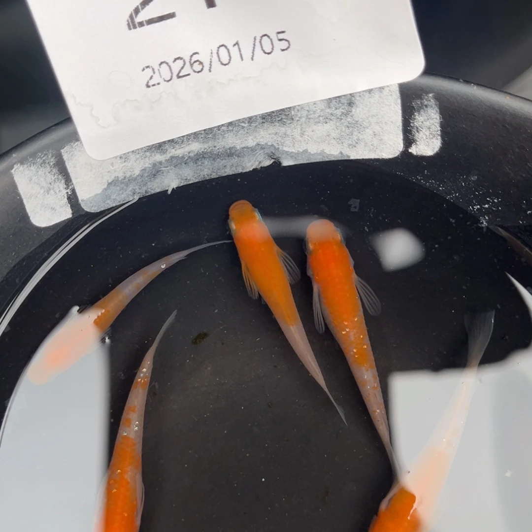 青鳉鱼214红白五尾