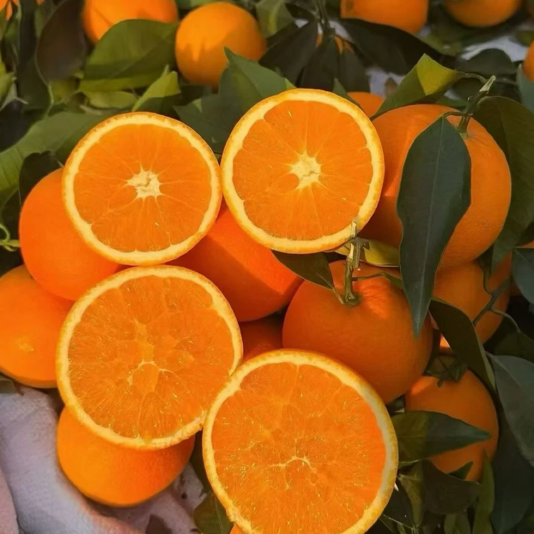 正宗四川大凉山雷波脐橙自家果园现采现发