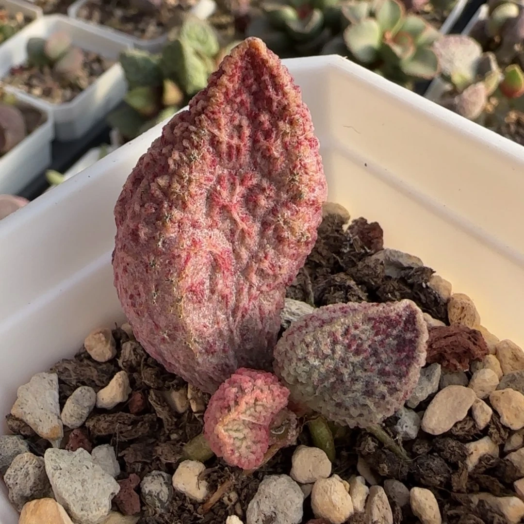 园艺水泡多肉植物