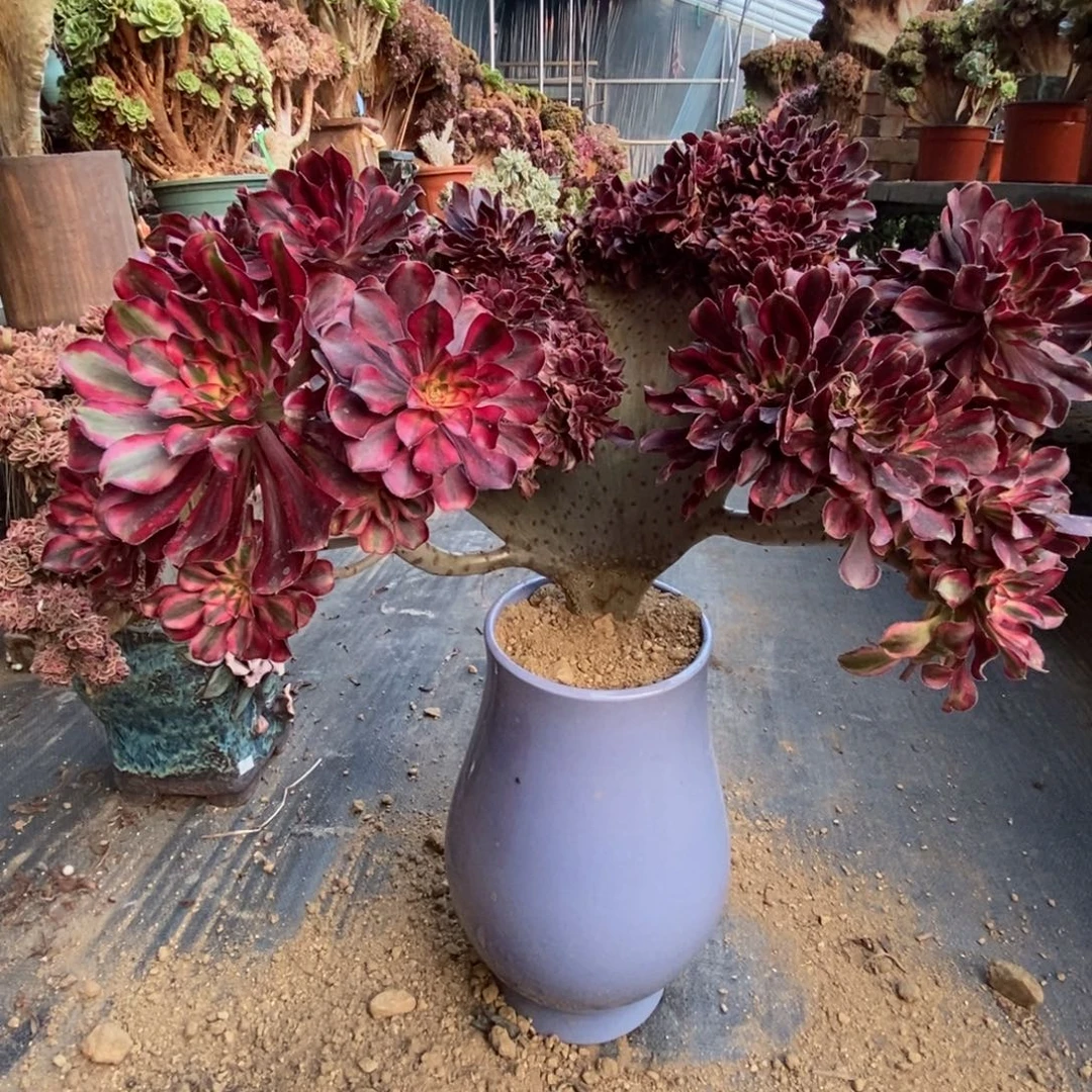 香奈儿老庄朵缀化