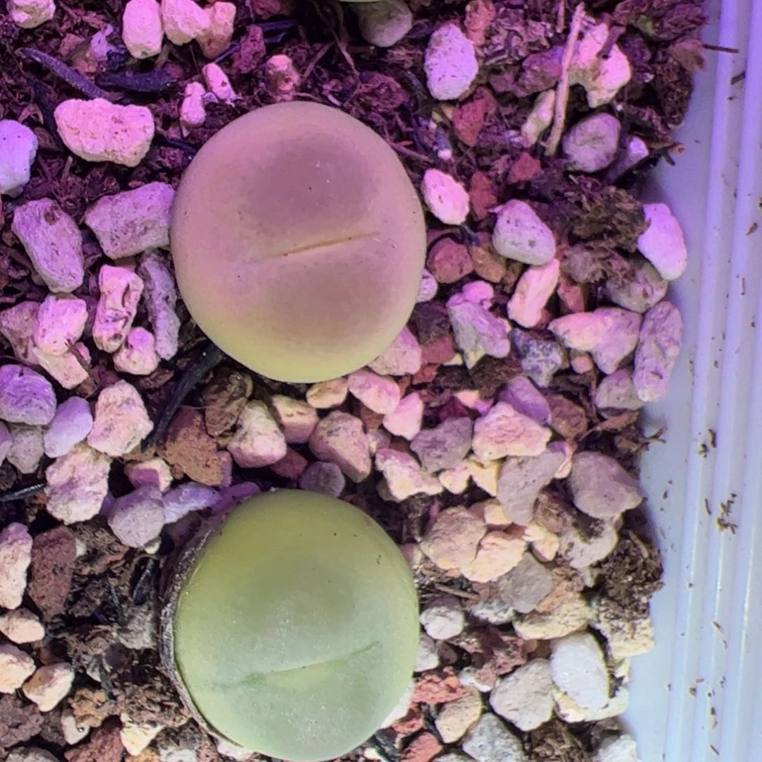 0502号 拉登 大王拉登多肉植物