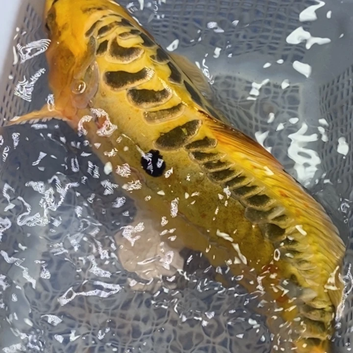 锦鲤冷水锦鲤包邮