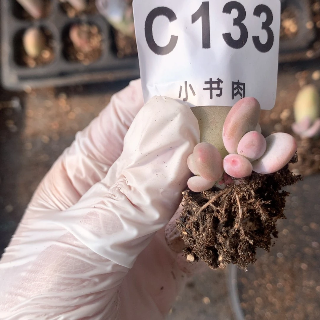 133 米可奶酪多肉