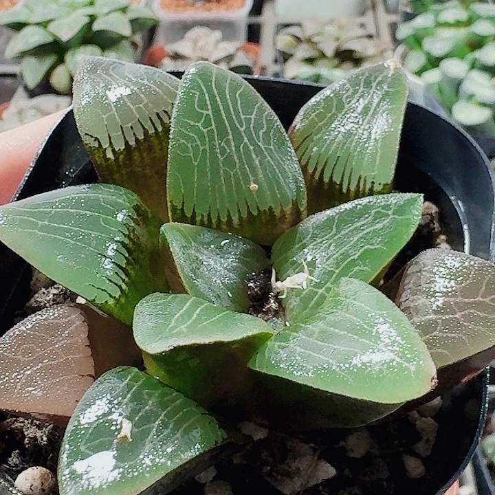 无花朵十二卷。实生特选福利