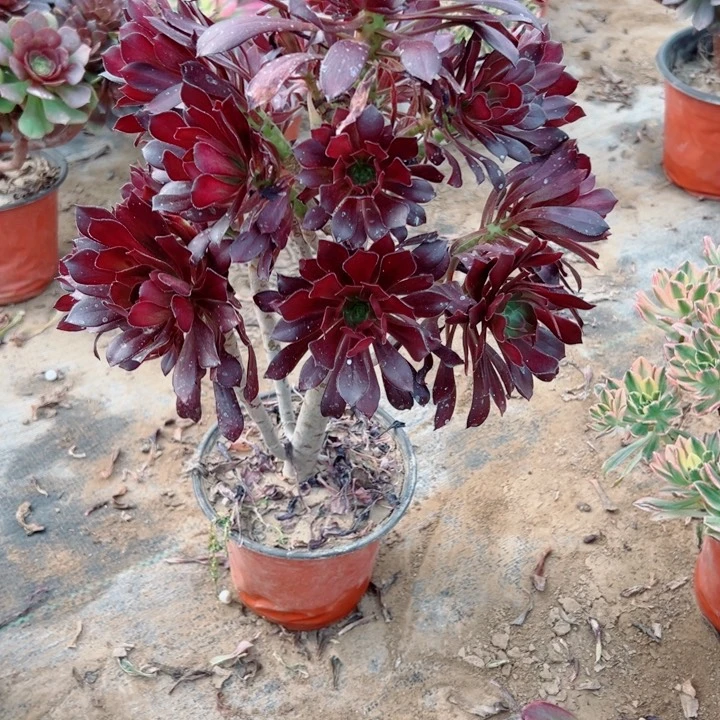 675黑法师多肉植物