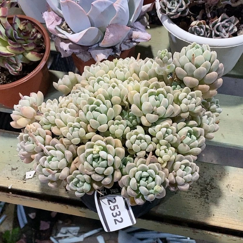 【闪购商品】鹅卵石2532