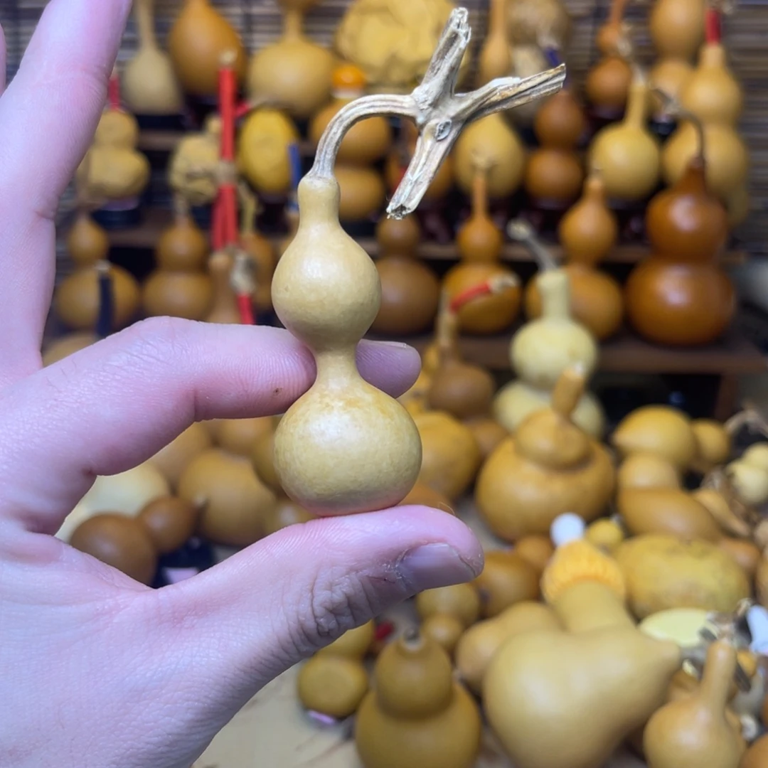 圆度天津嘴厚皮响籽4