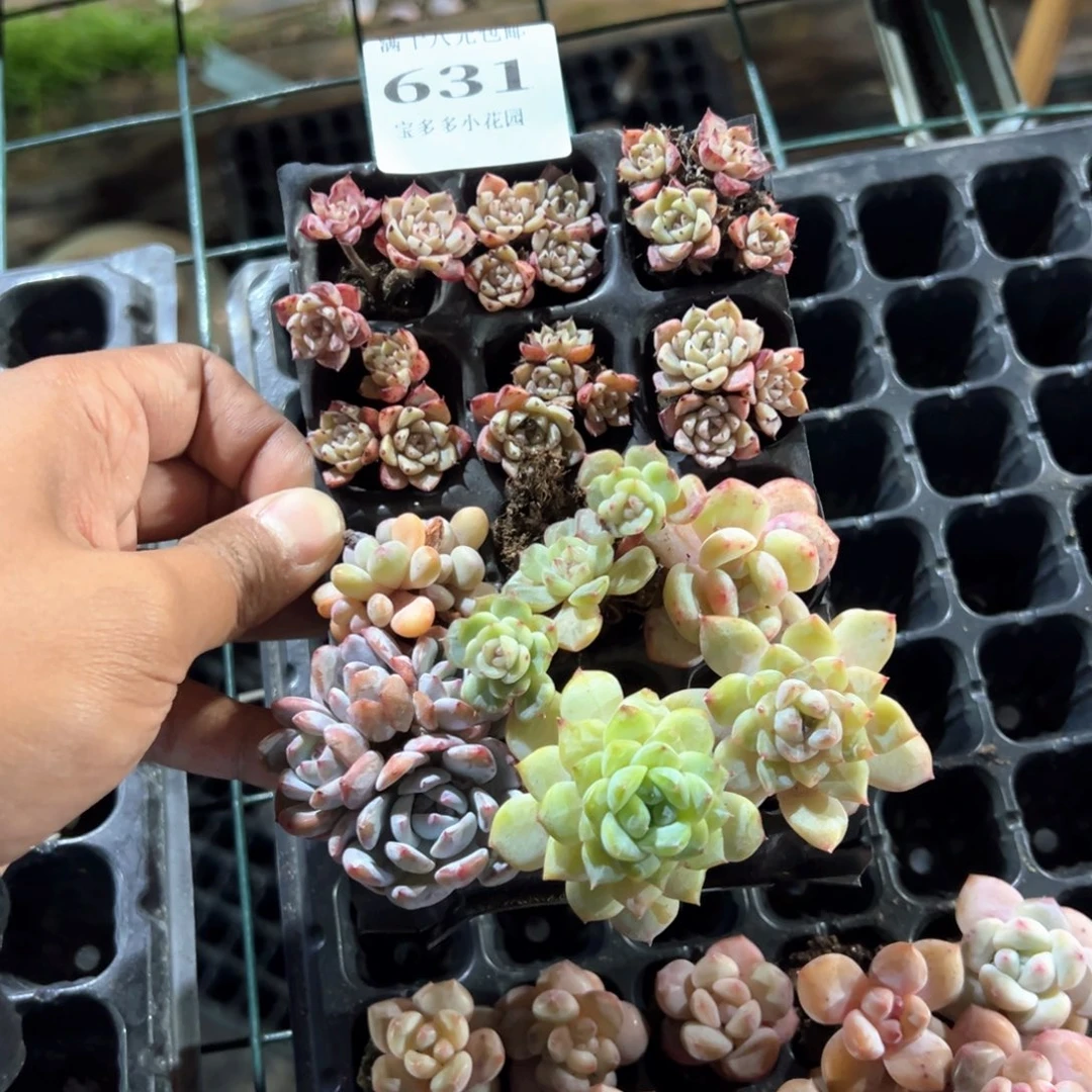 631号福利多肉到手12颗 不售后一物一拍