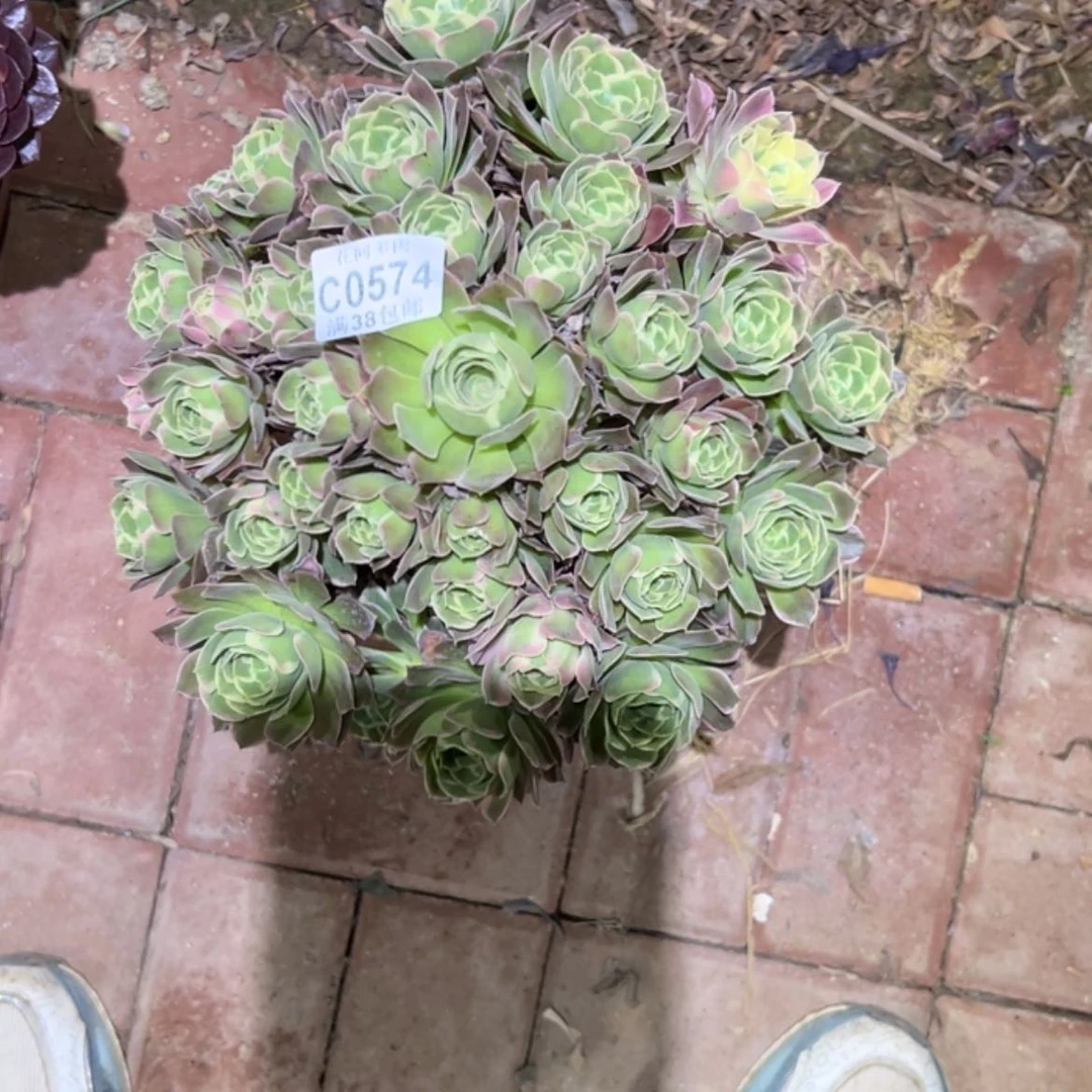 【闪购商品】574雨花石多肉
