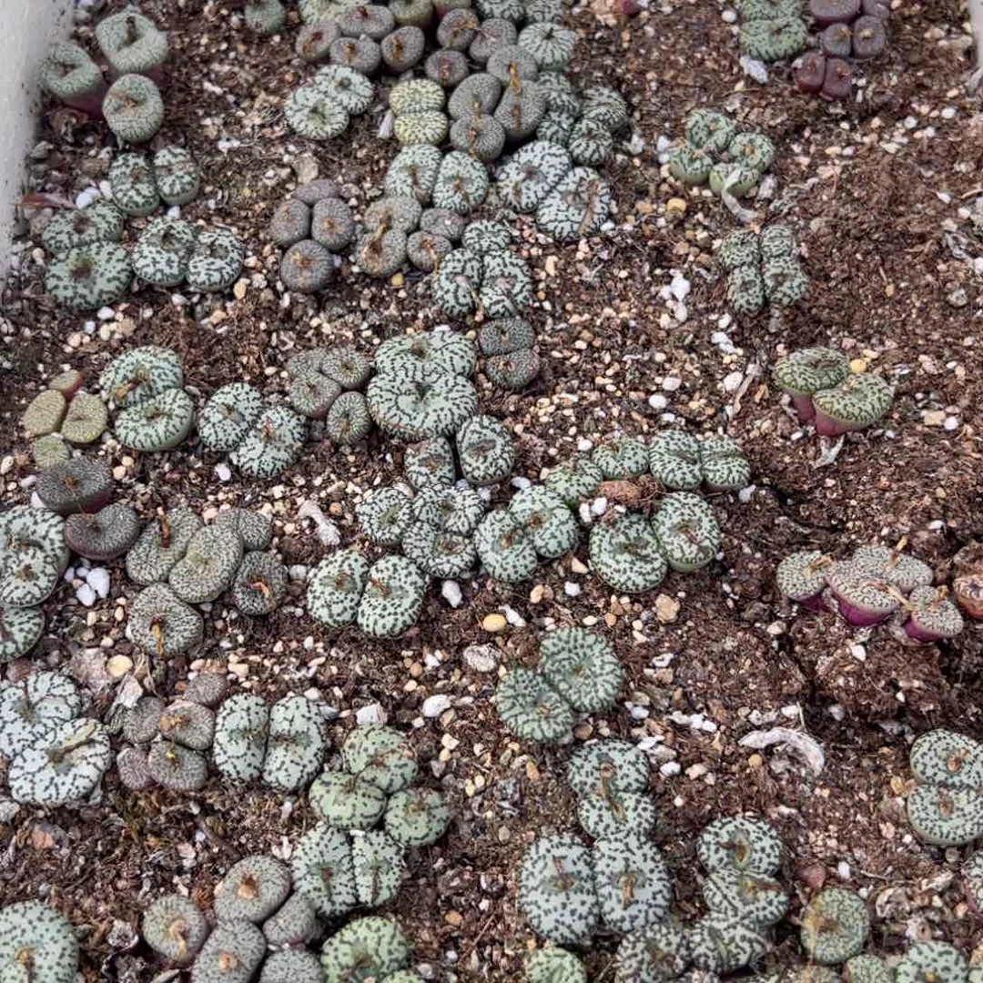 【闪购商品】188 年终收官 脱土