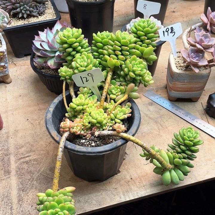 多肉植物，香格里拉129号