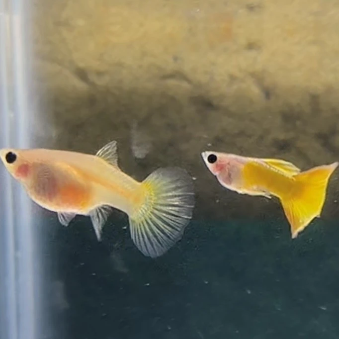 孔雀鱼黄金玻璃猫