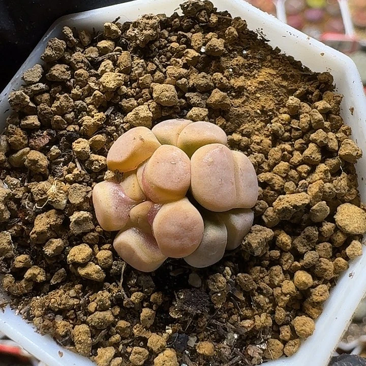 우***の生石花111111。  91