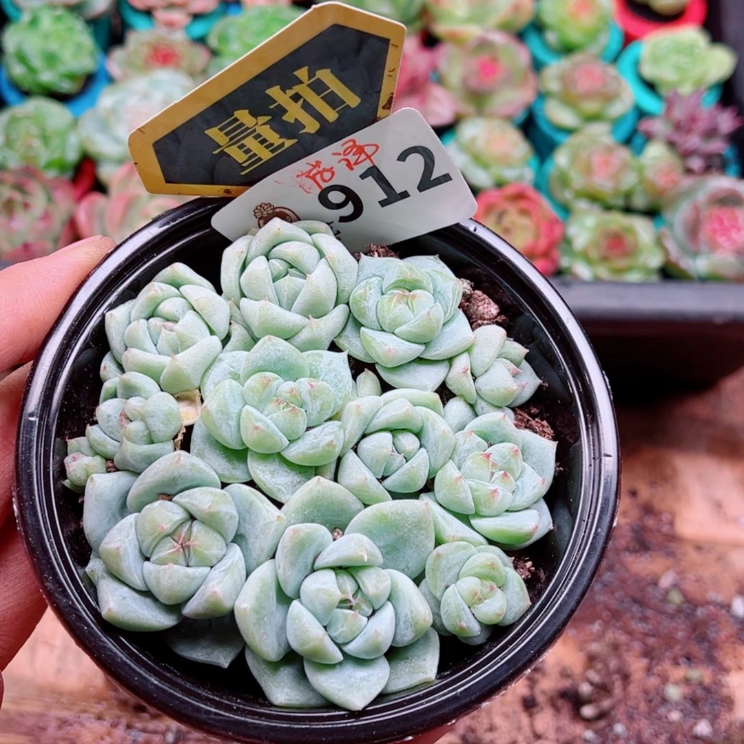 多肉植物多肉植物