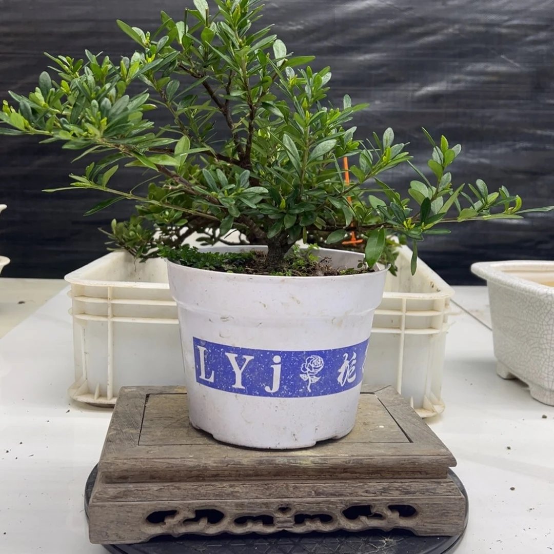 完全开放111111111