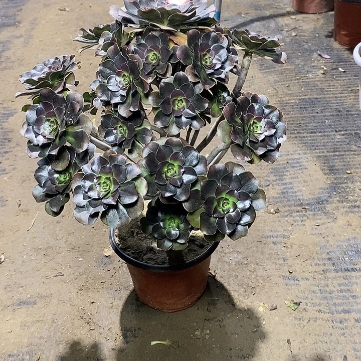 10，灰圆叶14689990000000