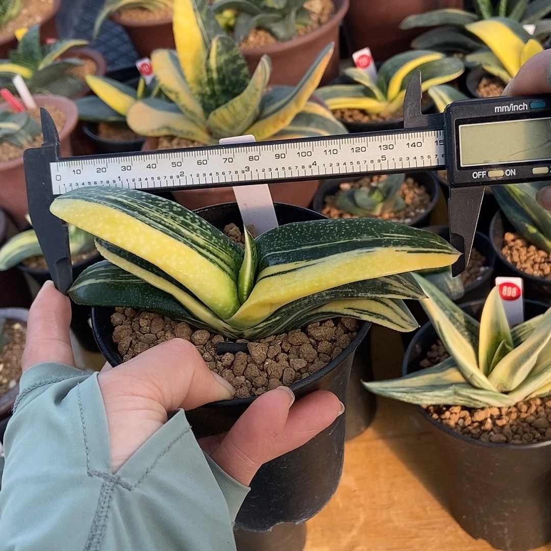 900卧牛实生锦带盆发货