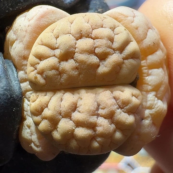 生石花11111111。  93