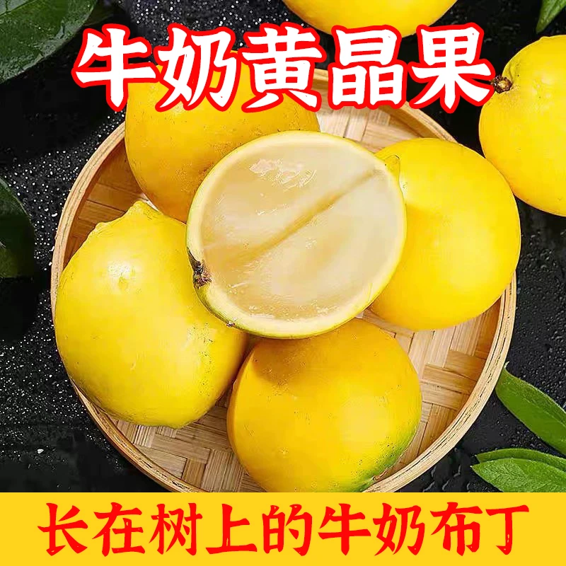 【顺丰包邮】奶油黄晶果香甜软糯果肉饱满晶莹剔透果园直发当季水果