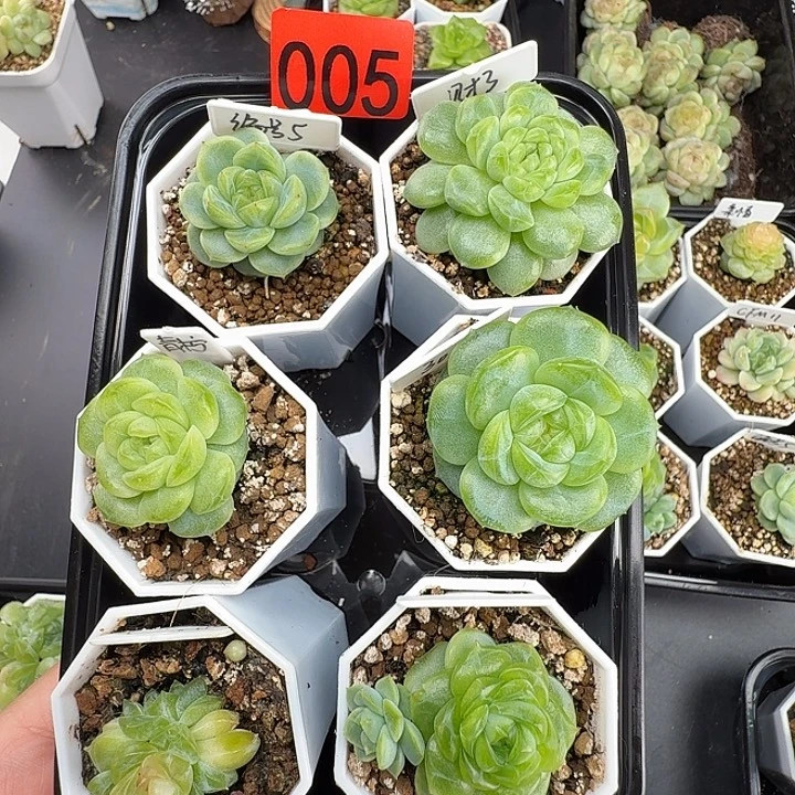 福利筐005啦啦啦啦