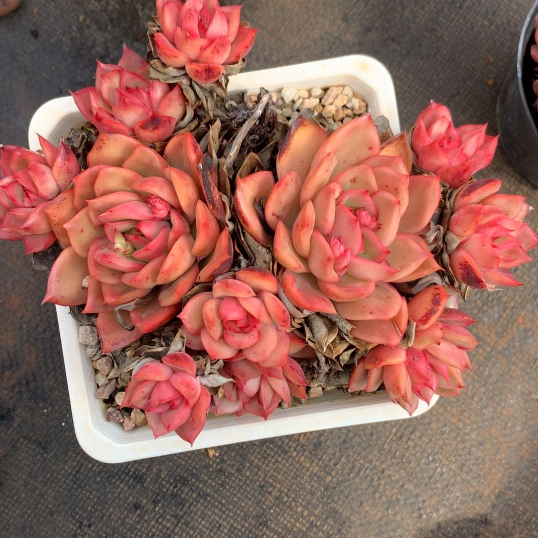 9036杂交多肉植物