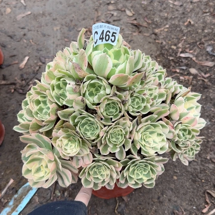 妖月……多肉植物……