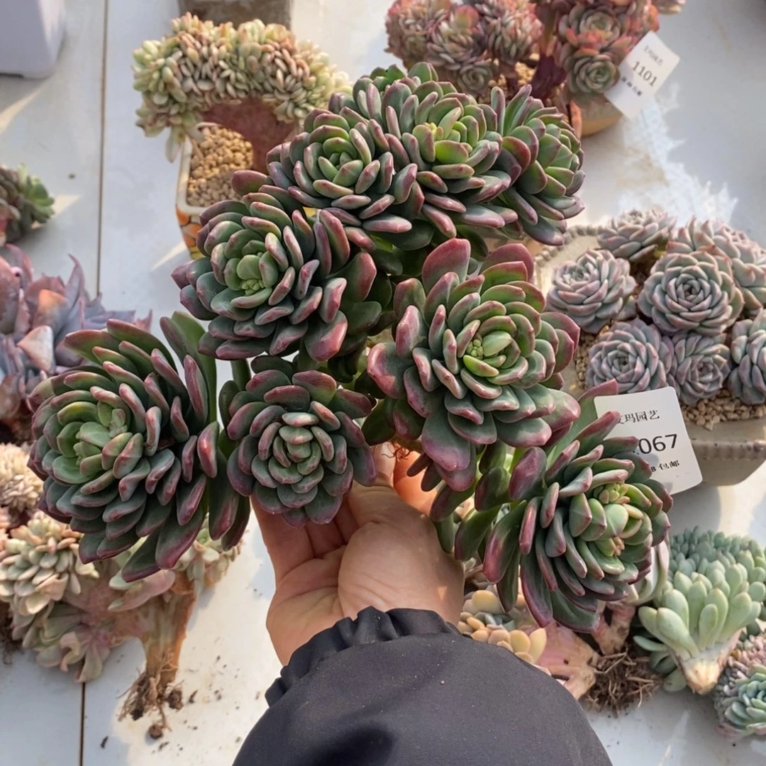 拉萨朵朵多肉多肉067