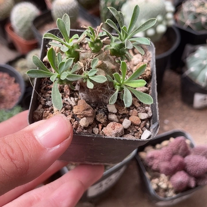 465仙人球开花植物
