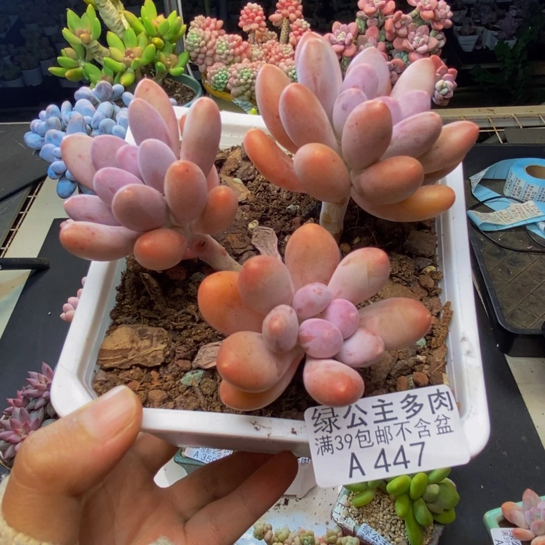 447蛋黄奶多肉9c m