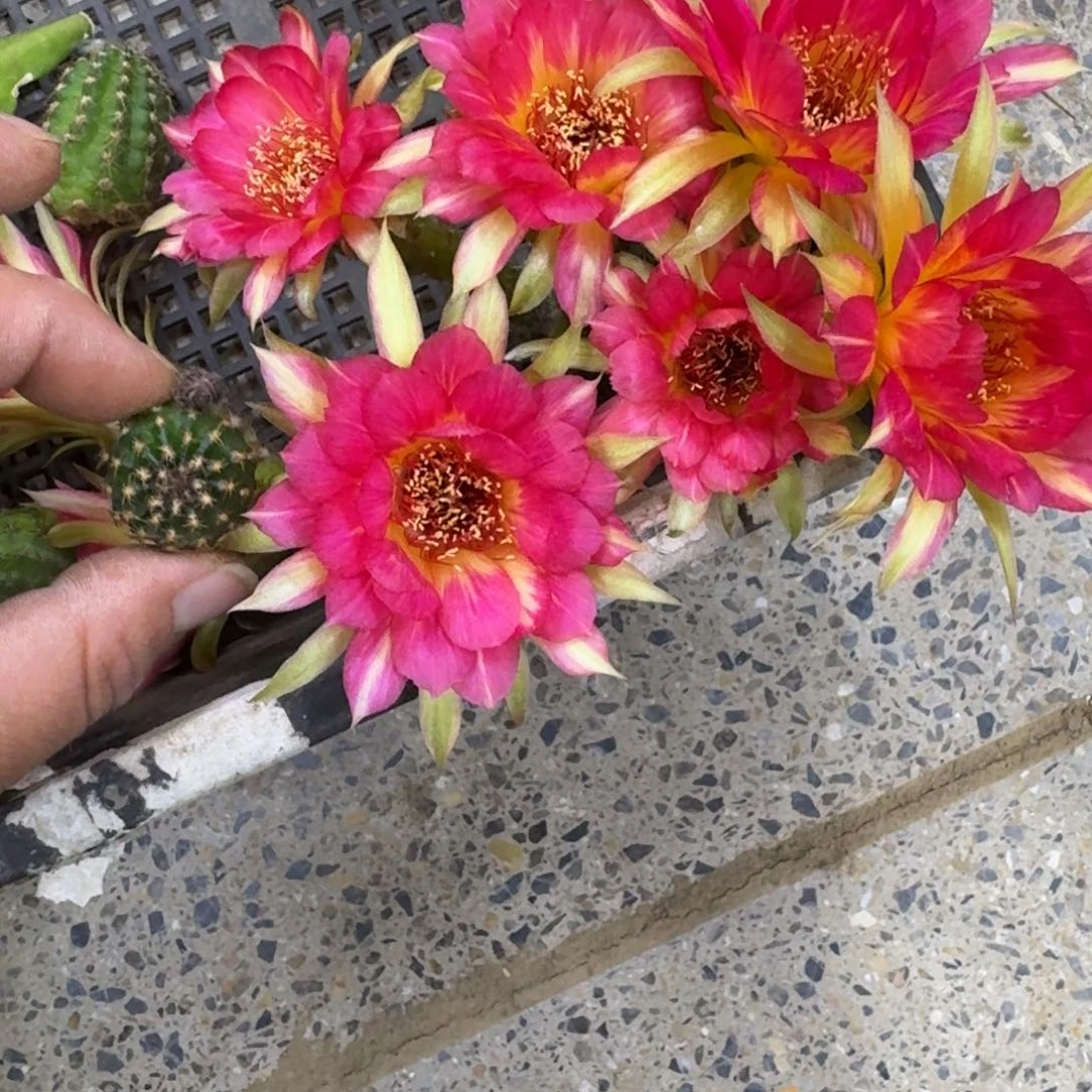 331丽花98歪无根侧牙3公分左右，20包邮