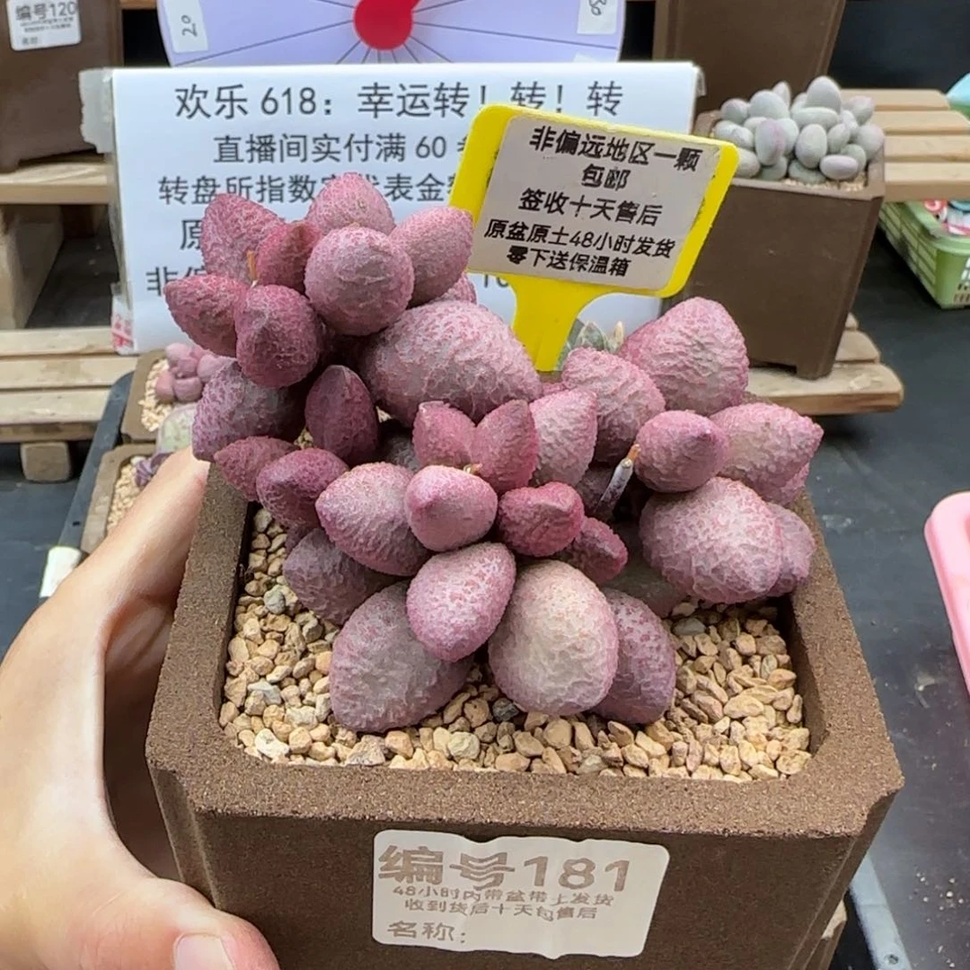琪**…181糖果多肉植物