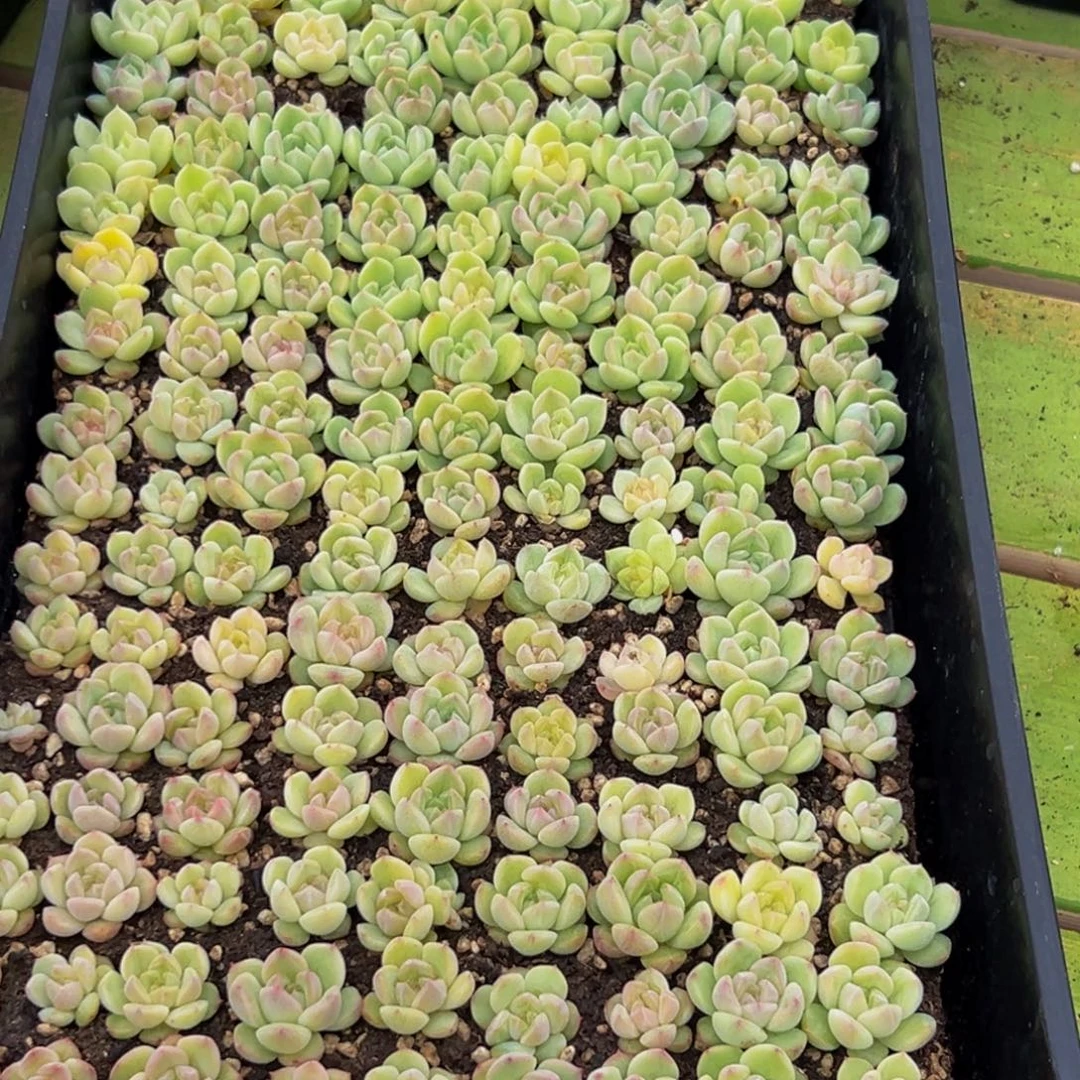 麻***主157多肉植物的生长发育和