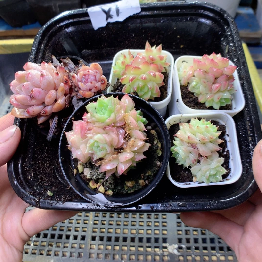 X1y y y y y y y t t y y t