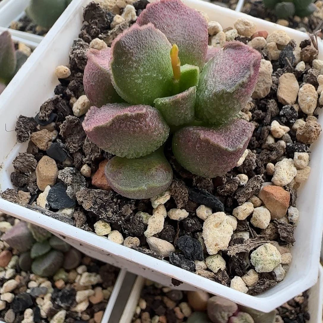 实生水泡，一物一拍